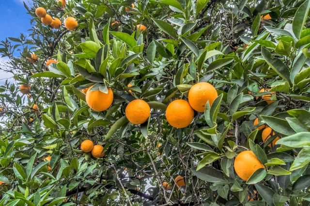 14721 E Tulare Avenue, Sanger, CA 93657