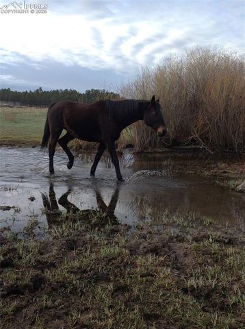 0 E Cherry Creek Road, Larkspur, CO 80118