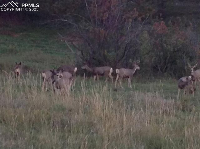 0 E Cherry Creek Road, Larkspur, CO 80118