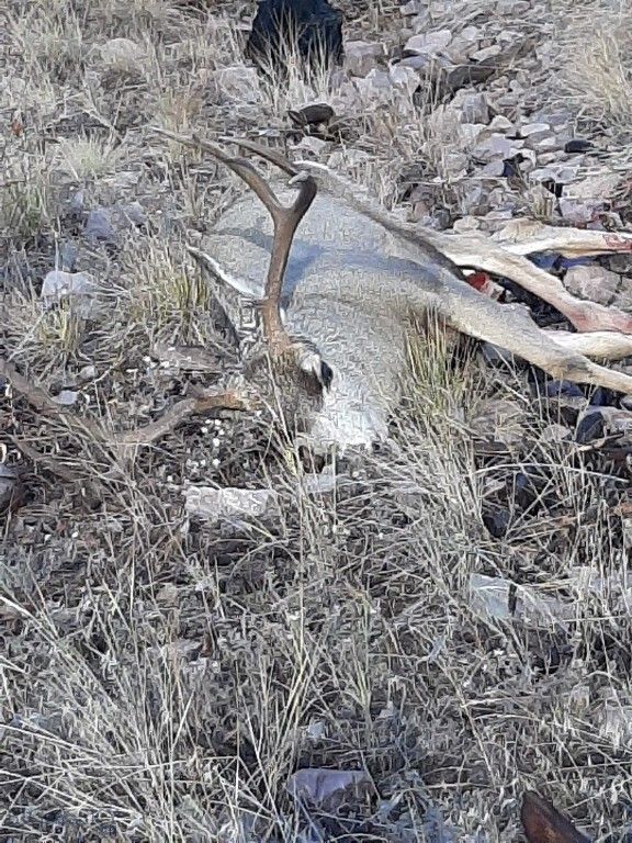 27235 LAZY SPRINGS RD, Clinton, MT 59825 photo 20