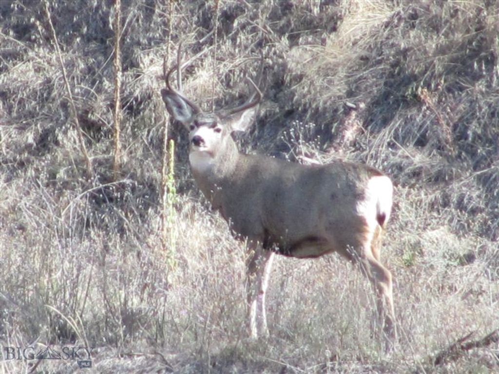 27235 LAZY SPRINGS RD, Clinton, MT 59825 photo 37