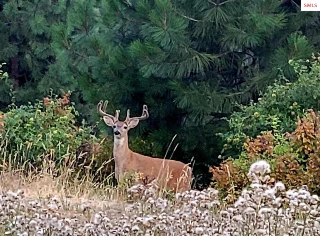 NKA Lisa, Harrison, ID 83833 photo 46