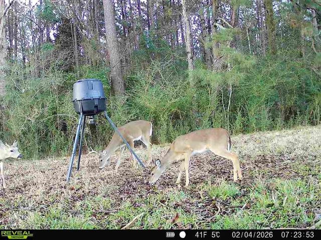 000 Cr 2780, Colmesneil, TX 75938