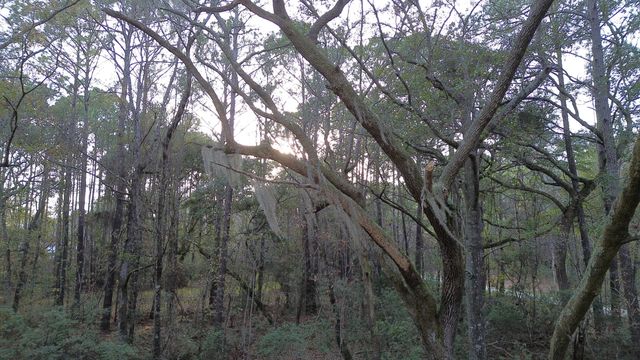 0 Two Pines Road, Mcclellanville, SC 29458