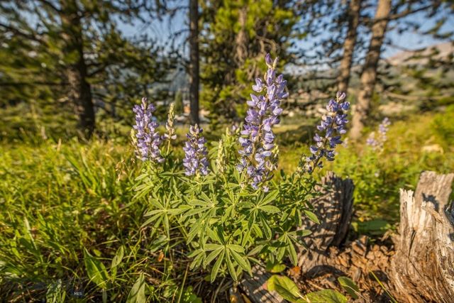 TBD Washaki Lot 23 Road, Big Sky, MT 59716