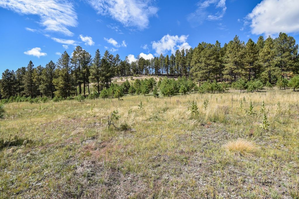 Image 38 of property listing at 27.5 Acres Jemez Mountains Forest Rd 10, Jemez Springs, NM 87025