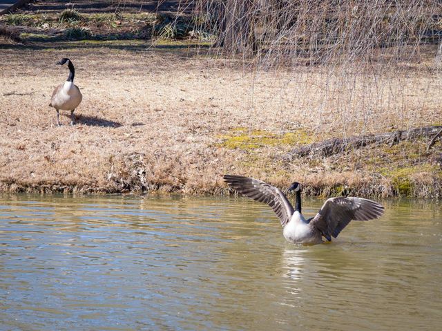 1830 SPEYBURN CV, Cordova, TN 38016