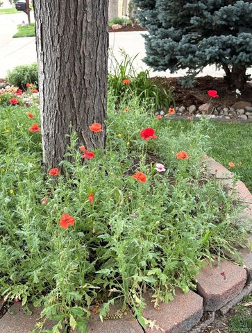 6760 W 98th Circle, Westminster, CO 80021