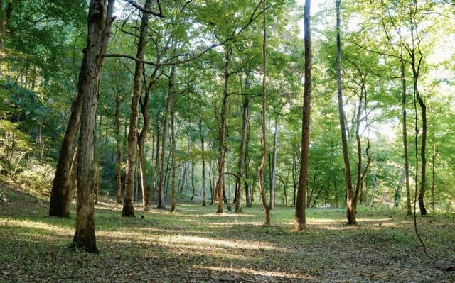 8 Sturgeon Creek Road, Cedar Hill, TN 37032