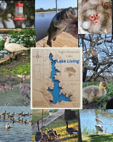 300 Shoreline Drive, Azle, TX 76020