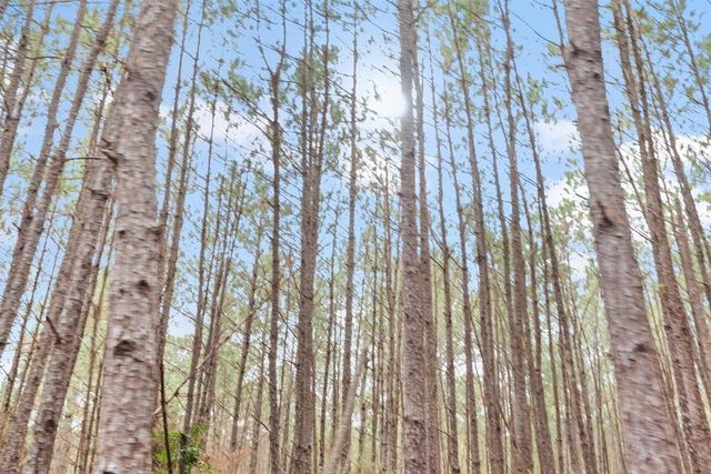 12895 County Road 201, Plantersville, TX 77363