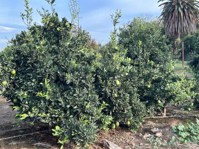 20210 Road 208, Lindsay, CA 93247