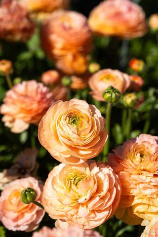 2900 Wild Turkey Run, Santa Rosa, CA 95404