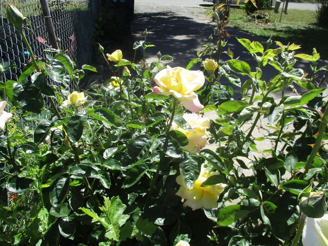 2125 Harris Ave, Sacramento, CA 95838