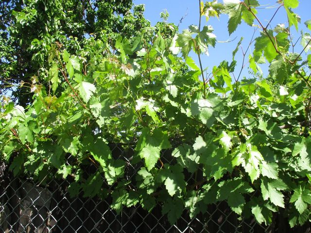 2125 Harris Ave, Sacramento, CA 95838