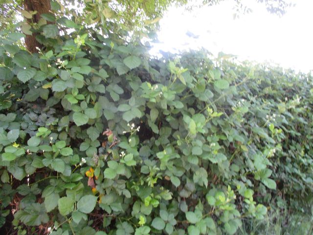 2125 Harris Ave, Sacramento, CA 95838