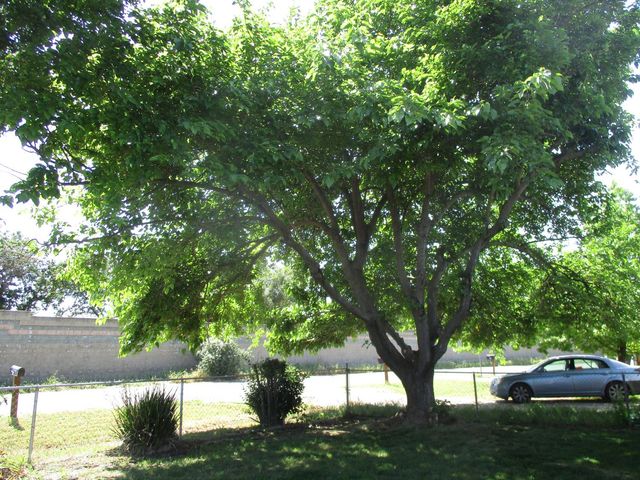 2125 Harris Ave, Sacramento, CA 95838