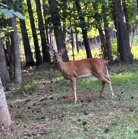 203 Burnt Chimney Lane, Rutherfordton, NC 28139