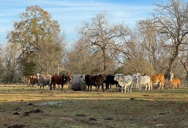 8112 County Road 146, Bedias, TX 77831