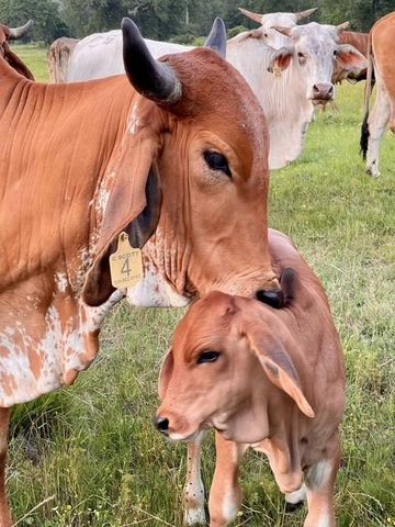 8112 County Road 146, Bedias, TX 77831