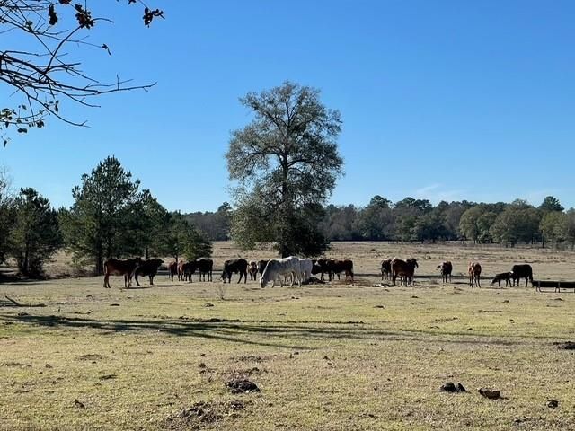 8112 County Road 146, Bedias, TX 77831