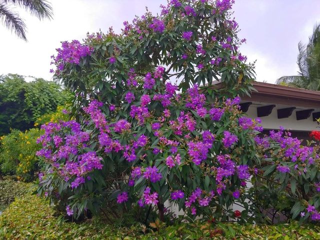 4201 Fillmore Street, Hollywood, FL 33021
