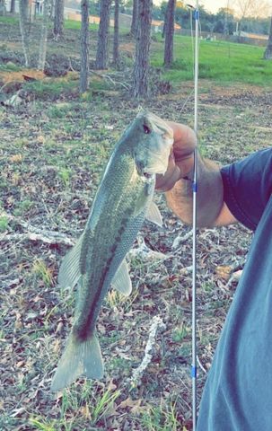 427 Shoreview Drive, Conroe, TX 77303