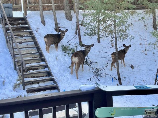 638 Impala Trl, Bailey, CO 80421