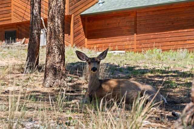 43 Crystal Rock Road, Bailey, CO 80421