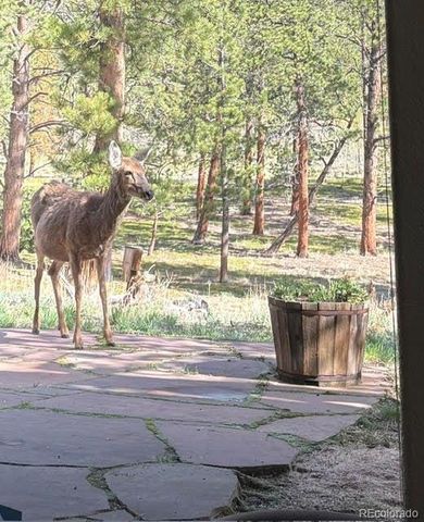 43 Crystal Rock Road, Bailey, CO 80421