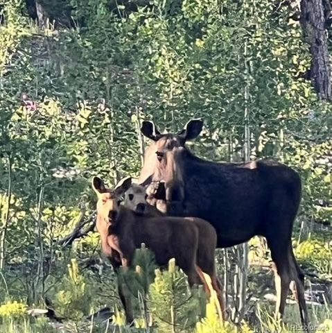 43 Crystal Rock Road, Bailey, CO 80421