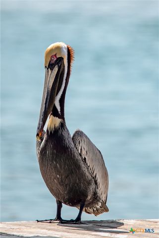 27 Las Palmas Drive, Port O'connor, TX 77982