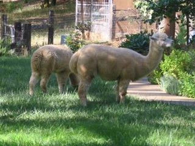 4460 Fawn St, Shingle Springs, CA 95682