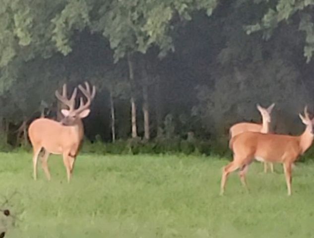 1644 W Blue Creek Rd, Waverly, TN 37185