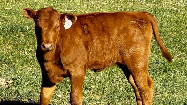 Lost Heart Ranch Ennis Lake Rd, Mcallister, MT 59740