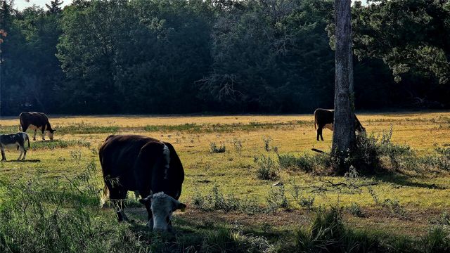 000 FM RD 513, East Tawakoni, TX 75453