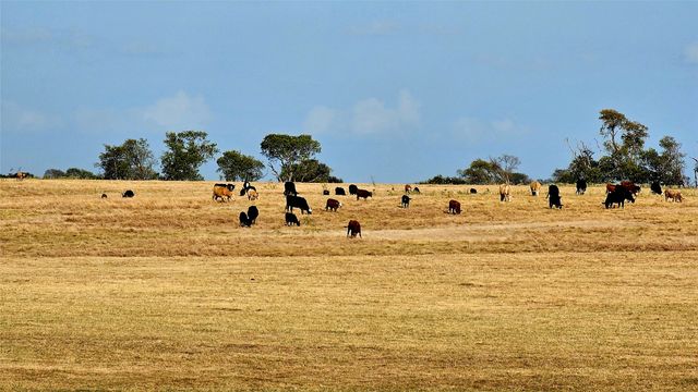 000 FM RD 513, East Tawakoni, TX 75453