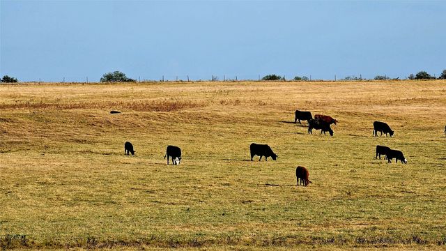 000 FM RD 513, East Tawakoni, TX 75453