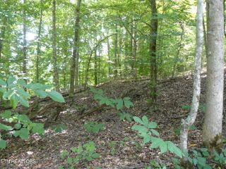 Tanglewood Rd, Sharps Chapel, TN 37866