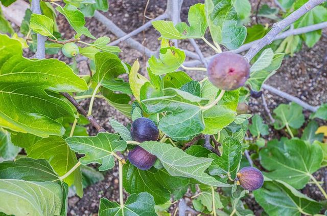 22720 Picador Drive, Salinas, CA 93908