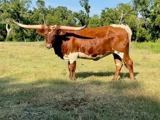 8546 Shady Brook Lane, Celina, TX 75009
