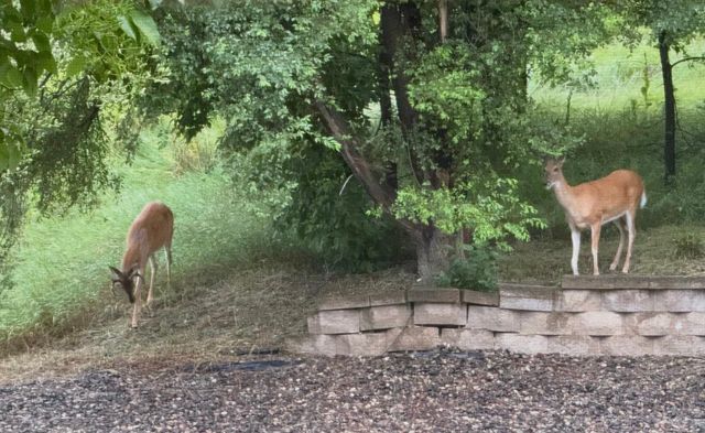 6689 Pine Crest Trail S, Cottage Grove, MN 55016