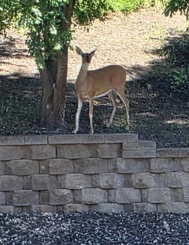 6689 Pine Crest Trail S, Cottage Grove, MN 55016