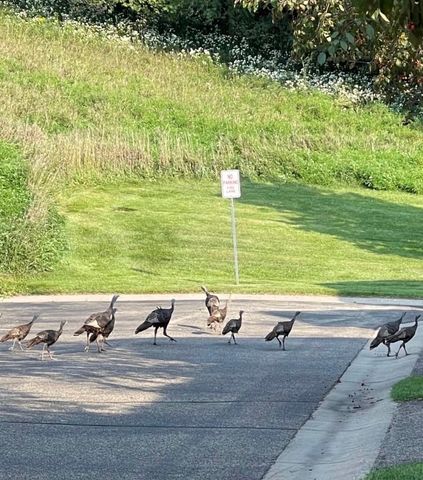 6689 Pine Crest Trail S, Cottage Grove, MN 55016