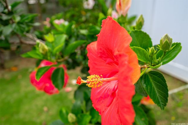 554 Ulukanu Street, Kailua, HI 96734