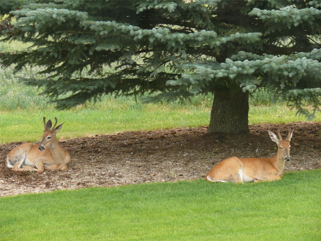 1555 Stillwater Road, Kalispell, MT 59901 photo 86