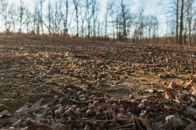 275 Preston Baggett Rd, Tennessee Ridge, TN 37178