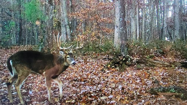 275 Preston Baggett Rd, Tennessee Ridge, TN 37178