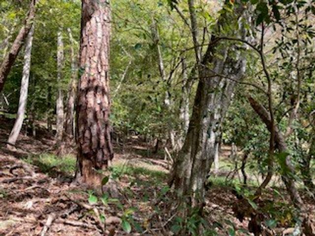 LT 2486 Novena Court, Ellijay, GA 30540