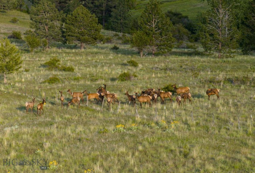 8337 Lamar Trail, Lolo, MT 59847 photo 3